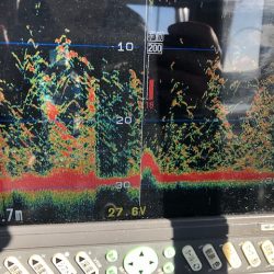 深川 吉野屋 釣果