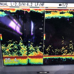 深川 吉野屋 釣果