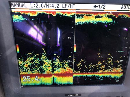 深川 吉野屋 釣果