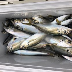 深川 吉野屋 釣果