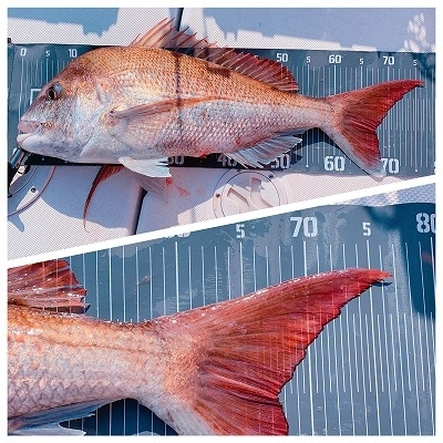 フィシングボートAir(エアー) 釣果