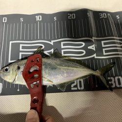 フィシングボートAir(エアー) 釣果