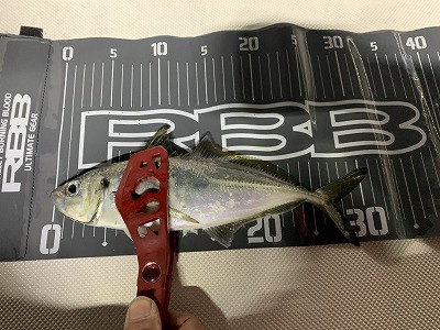 フィシングボートAir(エアー) 釣果