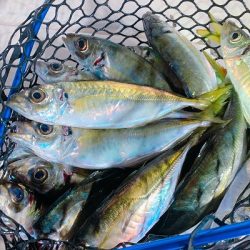 フィシングボートAir(エアー) 釣果