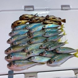 フィシングボートAir(エアー) 釣果