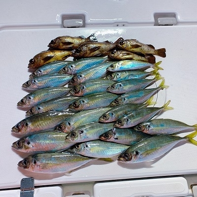 フィシングボートAir(エアー) 釣果