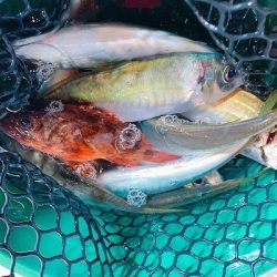 フィシングボートAir(エアー) 釣果