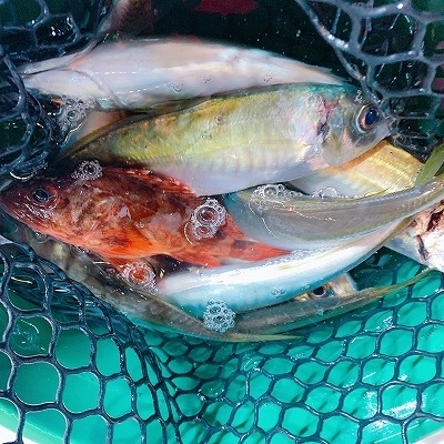 フィシングボートAir(エアー) 釣果