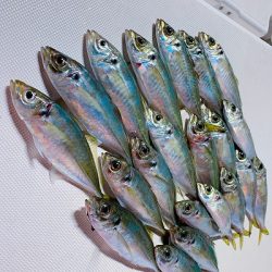 フィシングボートAir(エアー) 釣果