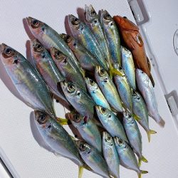 フィシングボートAir(エアー) 釣果