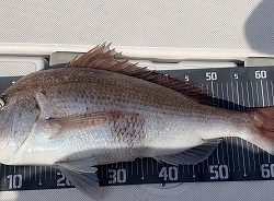 フィシングボートAir(エアー) 釣果