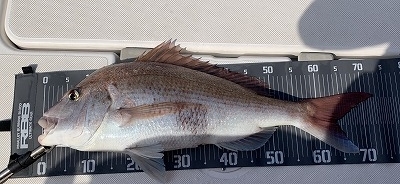 フィシングボートAir(エアー) 釣果