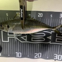 フィシングボートAir(エアー) 釣果