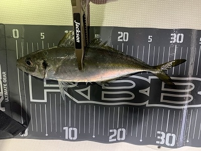 フィシングボートAir(エアー) 釣果