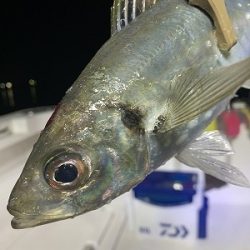 フィシングボートAir(エアー) 釣果