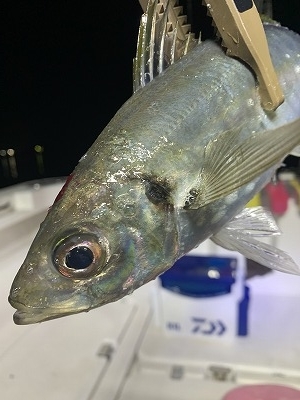 フィシングボートAir(エアー) 釣果