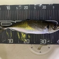 フィシングボートAir(エアー) 釣果