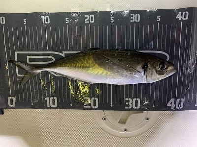 フィシングボートAir(エアー) 釣果