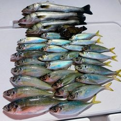 フィシングボートAir(エアー) 釣果