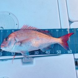 フィシングボートAir(エアー) 釣果