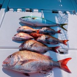 フィシングボートAir(エアー) 釣果