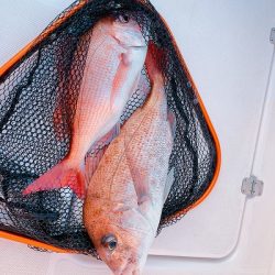 フィシングボートAir(エアー) 釣果