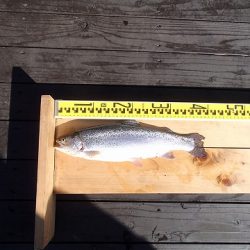 志高湖フィッシング 釣果