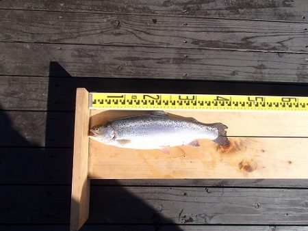 志高湖フィッシング 釣果