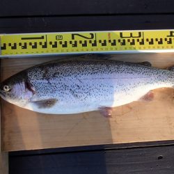 志高湖フィッシング 釣果