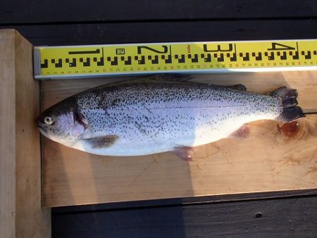 志高湖フィッシング 釣果