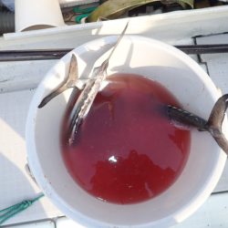 Aquanaut(アクアノート) 釣果