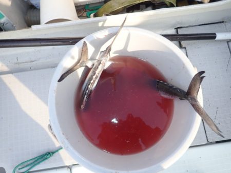 Aquanaut(アクアノート) 釣果