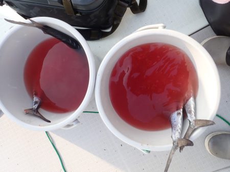 Aquanaut(アクアノート) 釣果