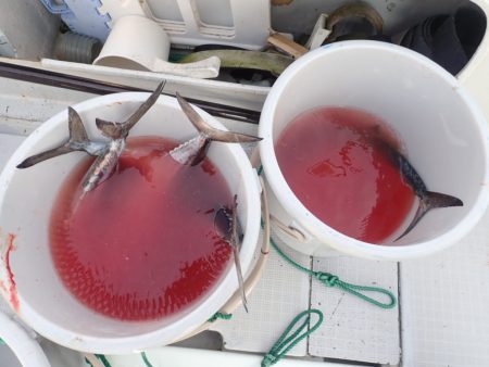 Aquanaut(アクアノート) 釣果