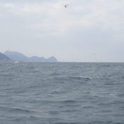 Aquanaut（アクアノート） 釣果