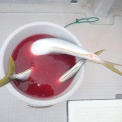 Aquanaut（アクアノート） 釣果