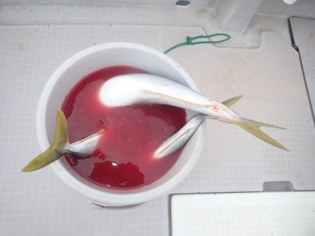 Aquanaut（アクアノート） 釣果