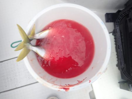 Aquanaut（アクアノート） 釣果