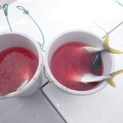 Aquanaut（アクアノート） 釣果