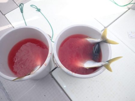 Aquanaut（アクアノート） 釣果