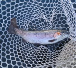 朝霞ガーデン 釣果