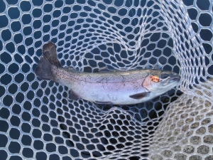 朝霞ガーデン 釣果