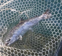 朝霞ガーデン 釣果