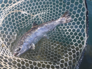 朝霞ガーデン 釣果