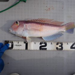 Aquanaut（アクアノート） 釣果