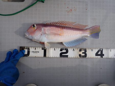 Aquanaut（アクアノート） 釣果