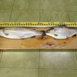 志高湖フィッシング 釣果