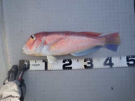 Aquanaut(アクアノート) 釣果