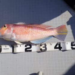 Aquanaut(アクアノート) 釣果