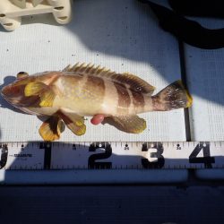 Aquanaut(アクアノート) 釣果